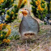 Pyrenean grey partridge
