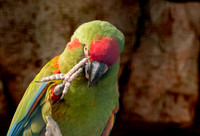 Red fronted macaw