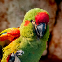 Red fronted macaw