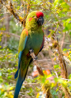 Red fronted macaw