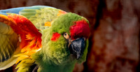 Red fronted macaw