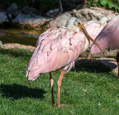 Roseate spoonbill
