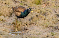 Bronze winged jacana