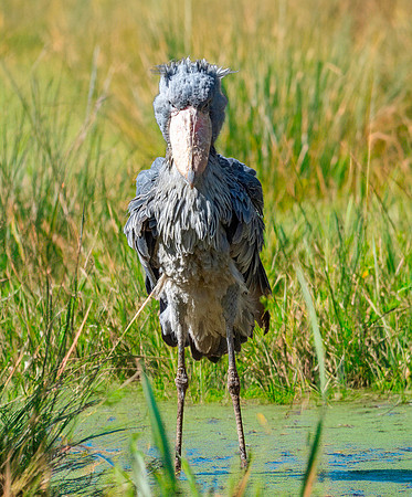 Shoebill