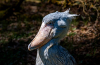 Shoebill
