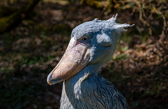 Shoebill