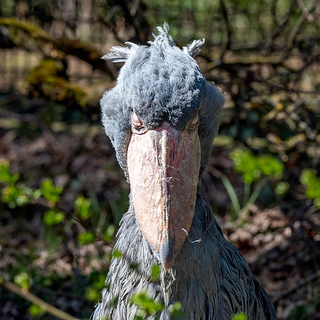 Shoebill