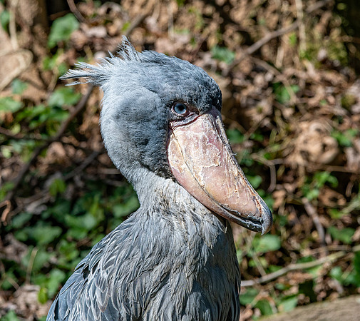 Shoebill