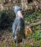 Shoebill