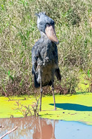 Shoebill