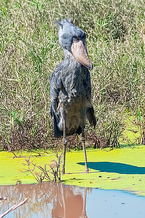 Shoebill