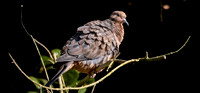 Socorro dove