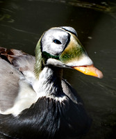 Spectacled eider