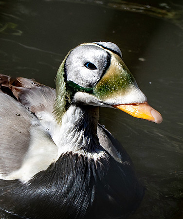 Spectacled eider, male