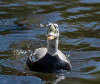 Spectacled eider, male