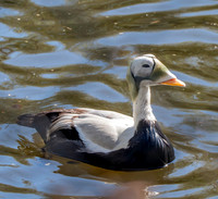 Spectacled eider, male