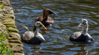 Spectacled eider, male and female