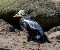 Spectacled eider, male