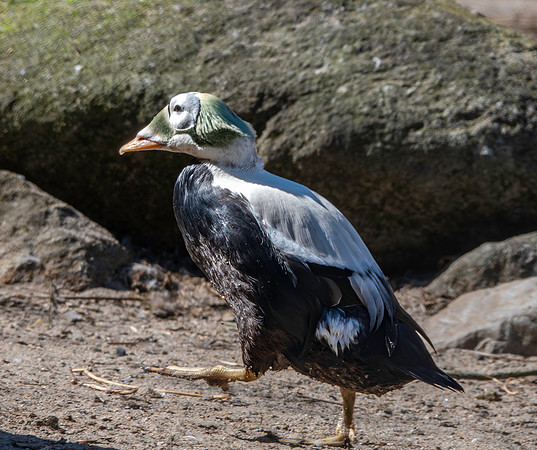 Spectacled eider, male