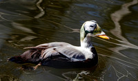 Spectacled eider, male