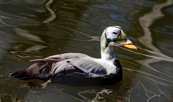 Spectacled eider, male