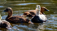 Spectacled eider, male and female
