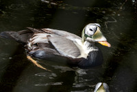 Spectacled eider, male