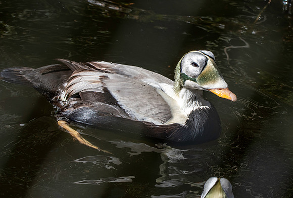 Spectacled eider, male