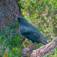 Spotless starling