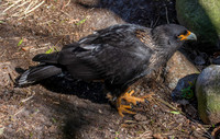 Striated caracara