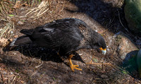 Striated caracara