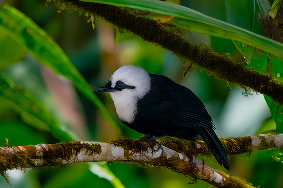 Sumatran laughing thrush