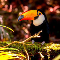 Toco toucan