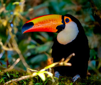 Toco toucan