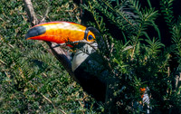 Toco toucan