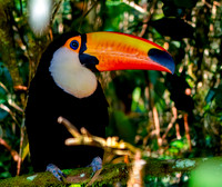 Toco toucan