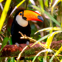 Toco toucan