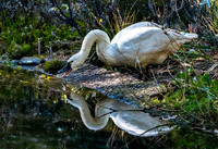 Tundra swan