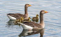 Greylag geese