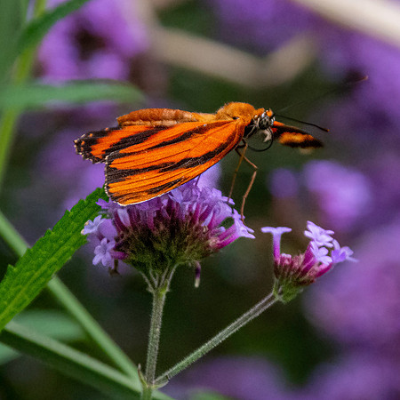 Banded orange heliconian