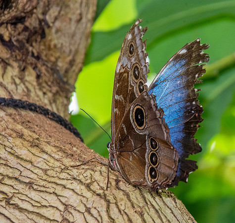 Blue Morpho