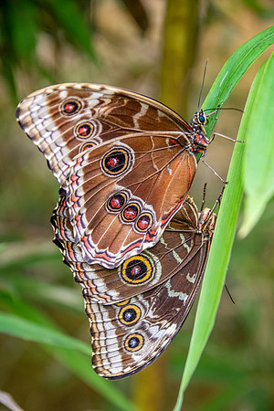 Blue Morpho