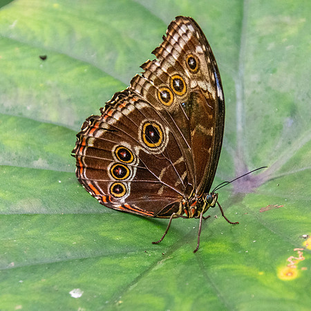 Blue Morpho
