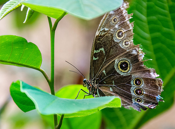 Blue Morpho