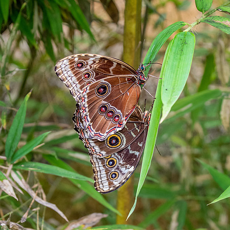 Blue Morpho
