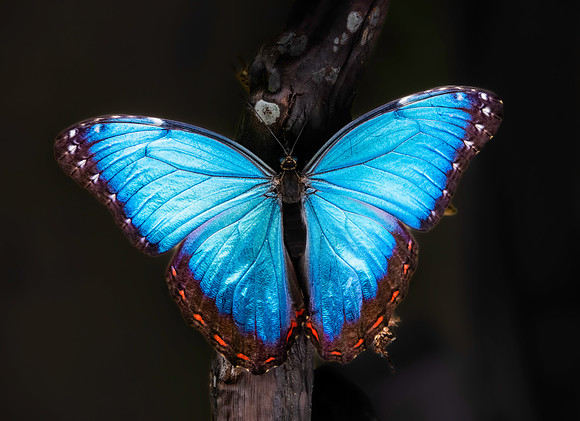 Blue Morpho