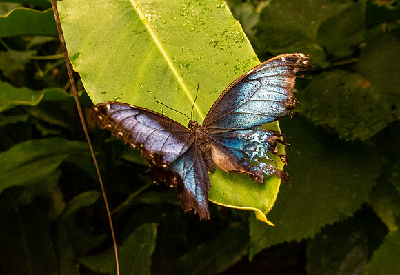 Blue Morpho