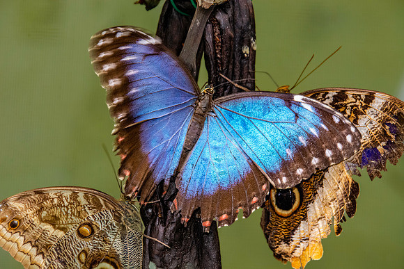 Blue Morpho