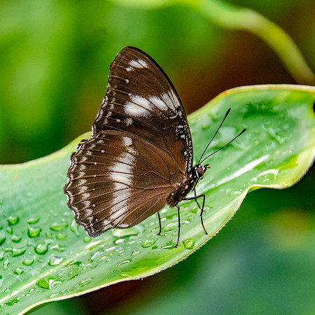 Common eggfly