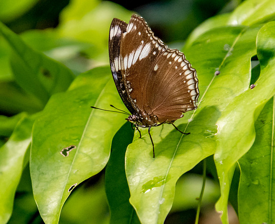 Common eggfly